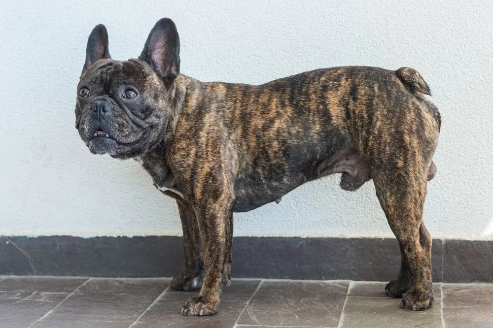 Preguntas frecuentes sobre el Bulldog Frances Atigrado