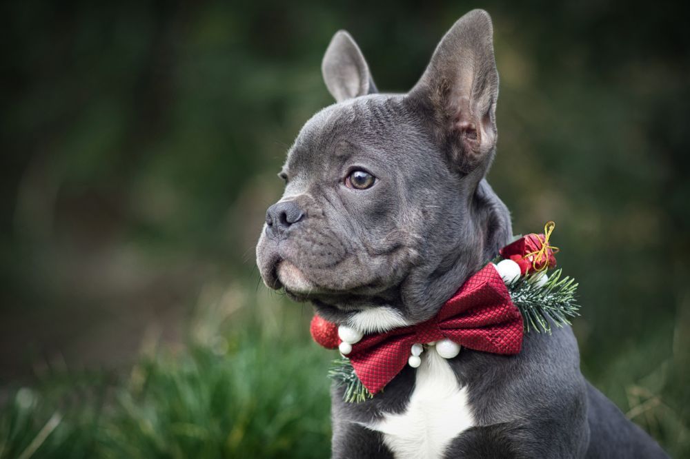 Preguntas frecuentes sobre el Bulldog Frances Blue