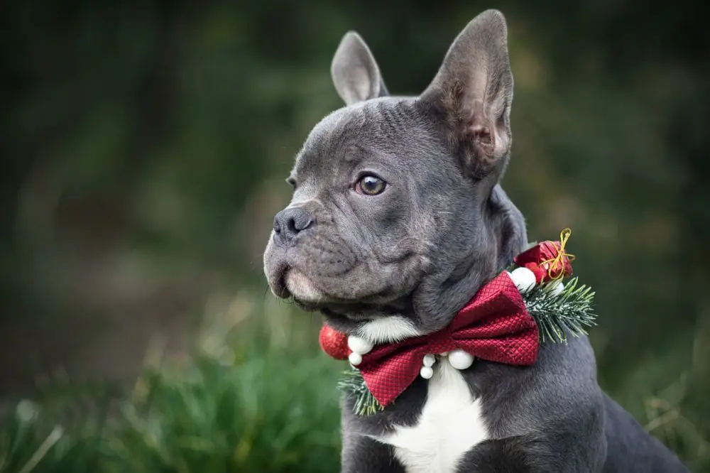 Preguntas frecuentes sobre el Bulldog Frances Blue