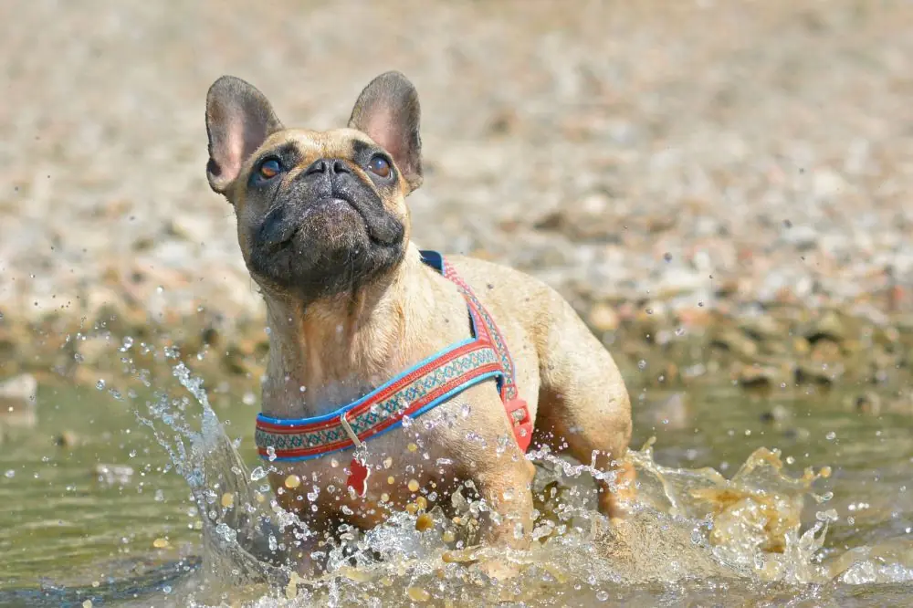 Preguntas frecuentes sobre el Bulldog Frances Fawn