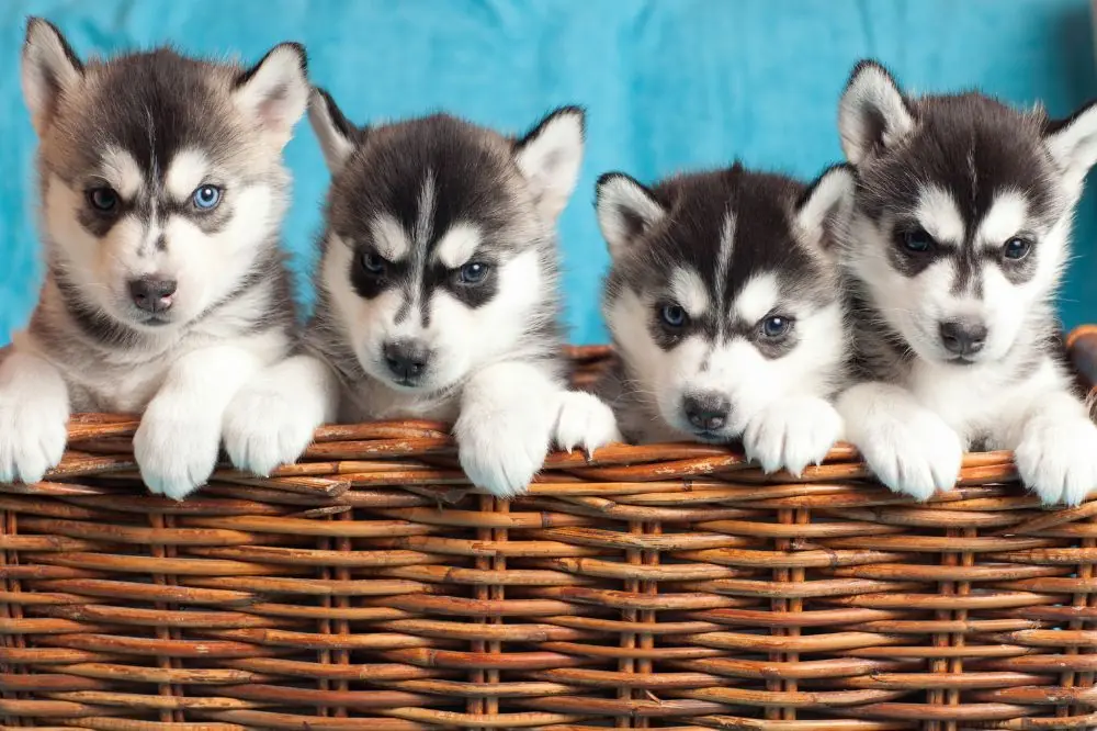 Preguntas frecuentes sobre el cachorro Husky