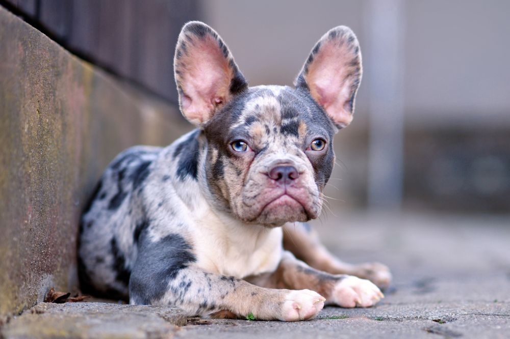 Requieren cuidados especiales debido a su pelaje moteado