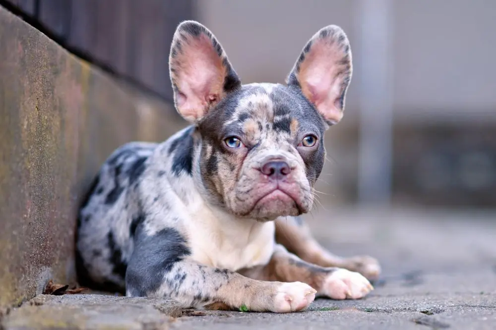 Requieren cuidados especiales debido a su pelaje moteado