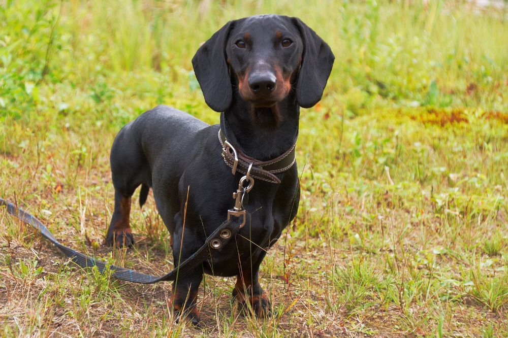 Salud y cuidados especificos del Teckel Negro