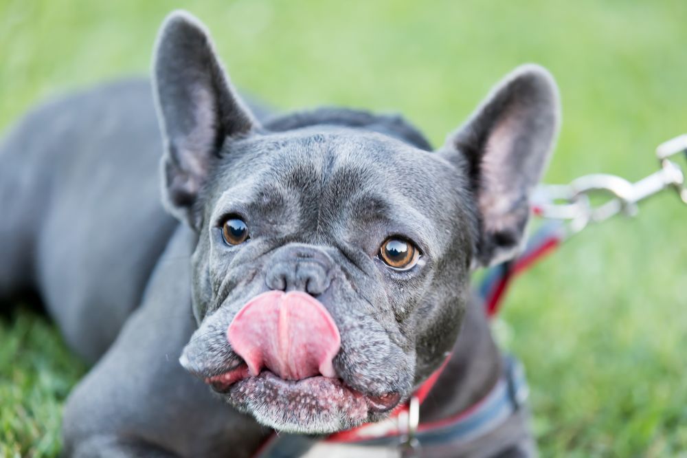 Son propensos a problemas de salud especificos