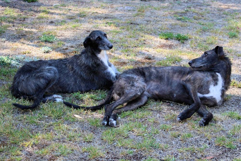 Staghound australiano