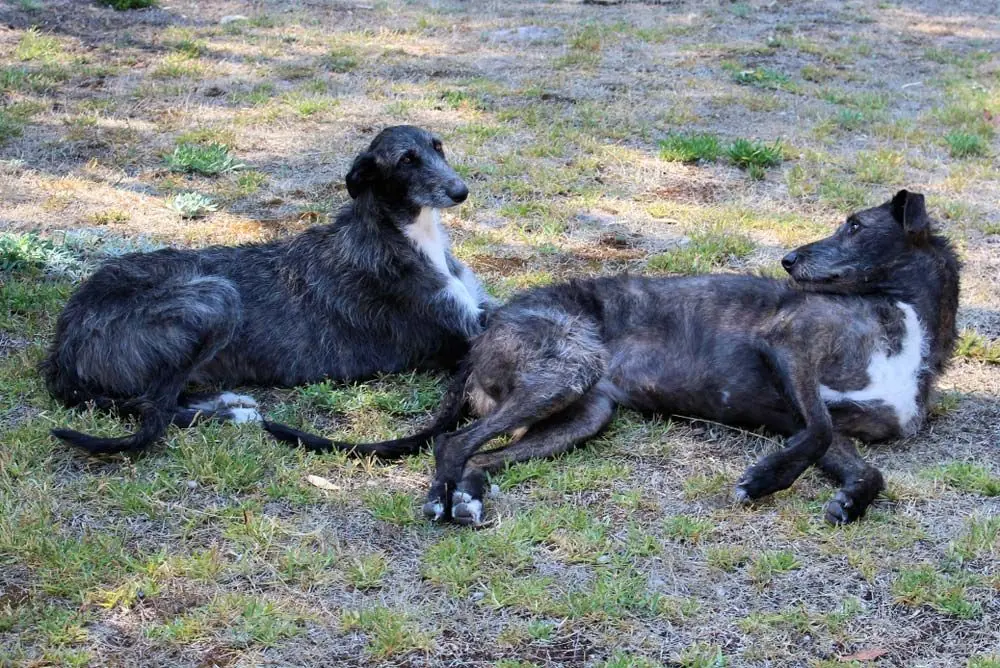 Staghound australiano