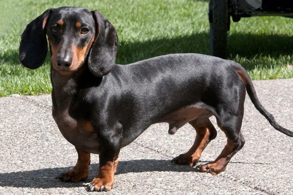 Teckel Negro: Origen, características y salud