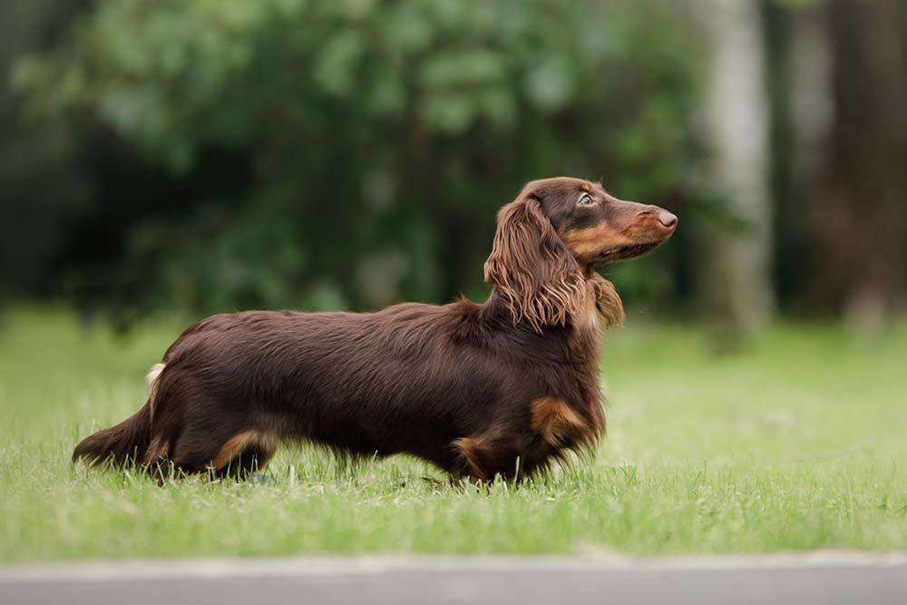 Teckel chocolate caracteristicas