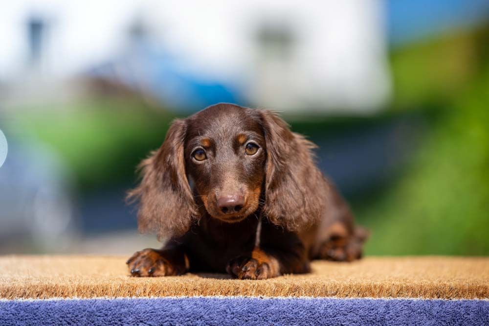 Teckel chocolate entrenamiento