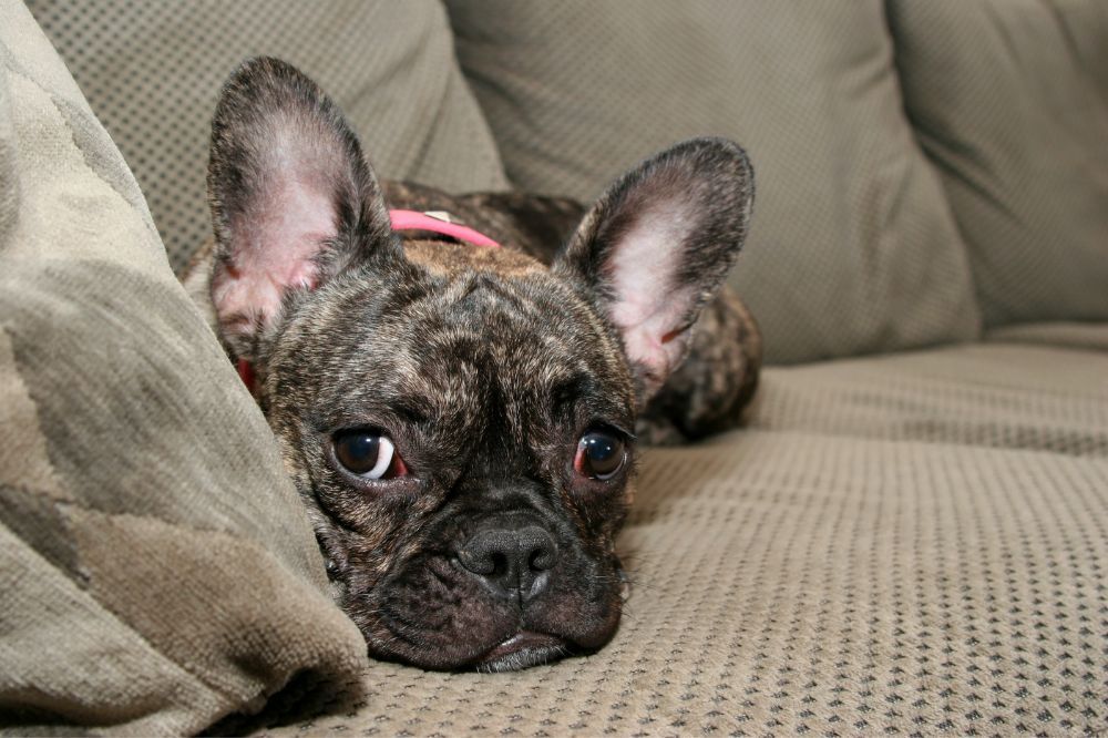 Temperamento carinoso y sociable