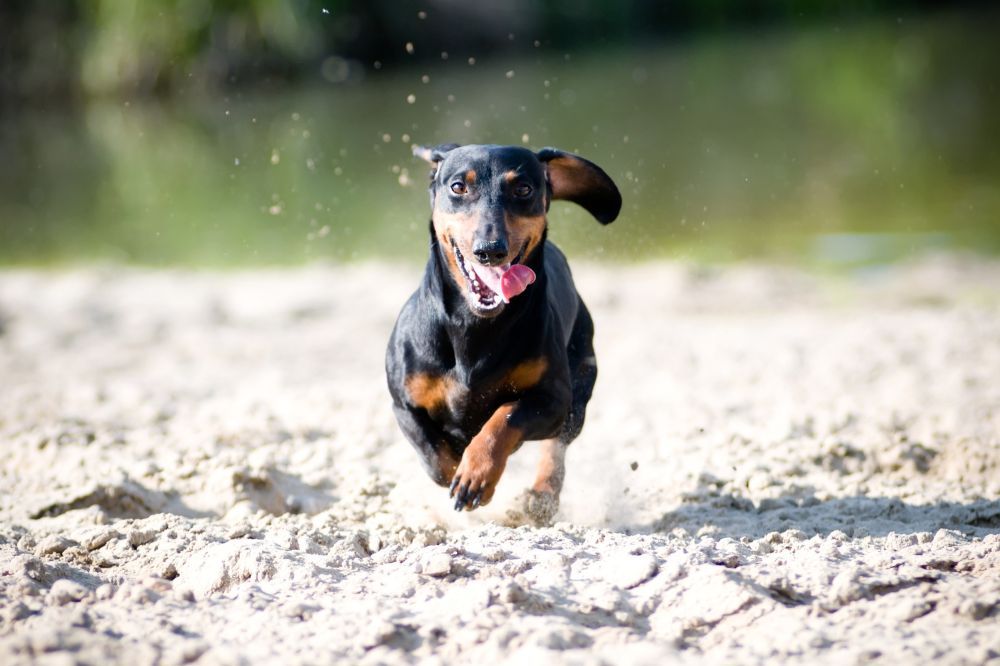 Temperamento y comportamiento del Teckel Negro