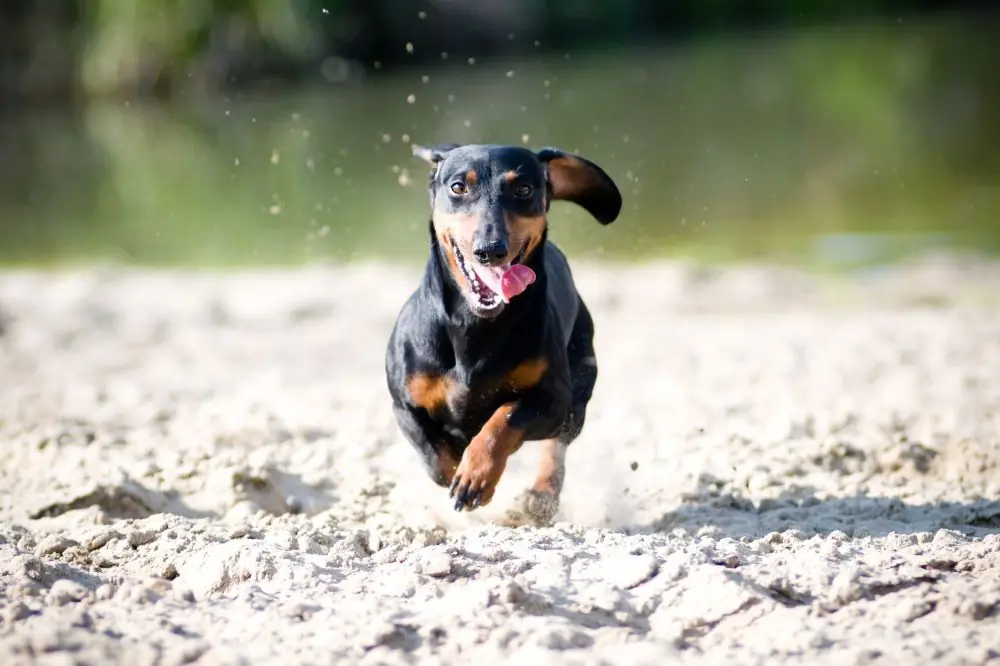 Temperamento y comportamiento del Teckel Negro