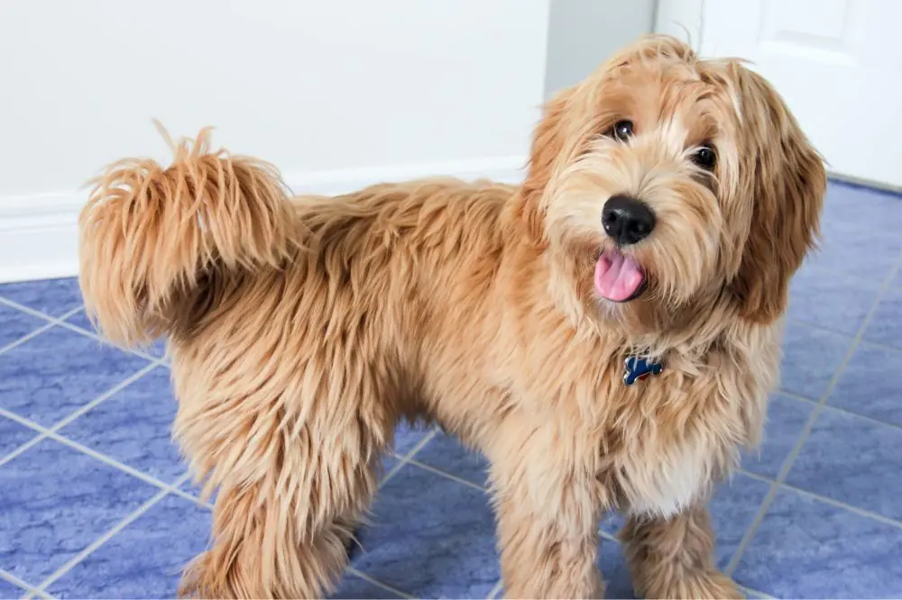 Ventajas de la alimentacion natural para el Goldendoodle