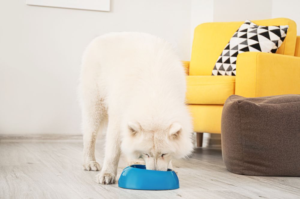 Ventajas de la alimentacion natural para el Samoyedo