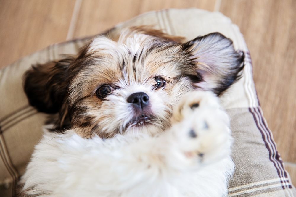 Ventajas de la alimentacion natural para el Shih Tzu