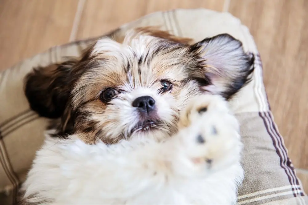 Ventajas de la alimentacion natural para el Shih Tzu