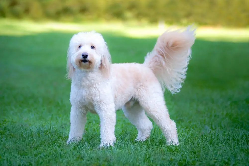 cual es la mejor dieta para un Goldendoodle
