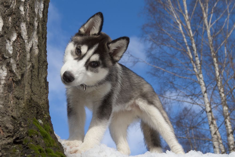 cuanto ejercicio necesitan diariamente
