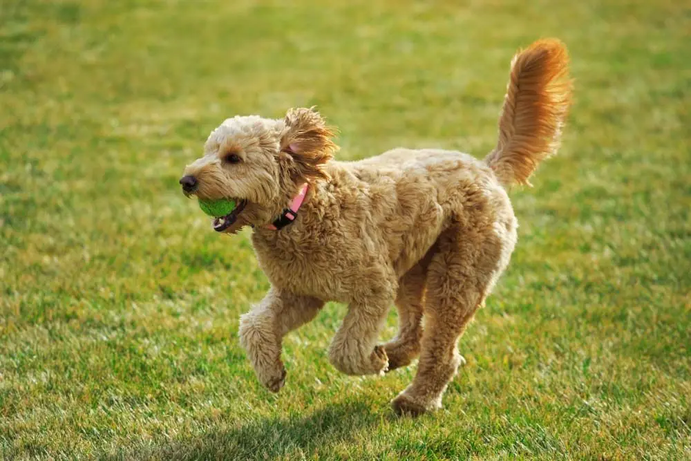 goldendoodle juega