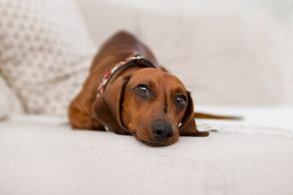 son faciles de entrenar los teckel rojo