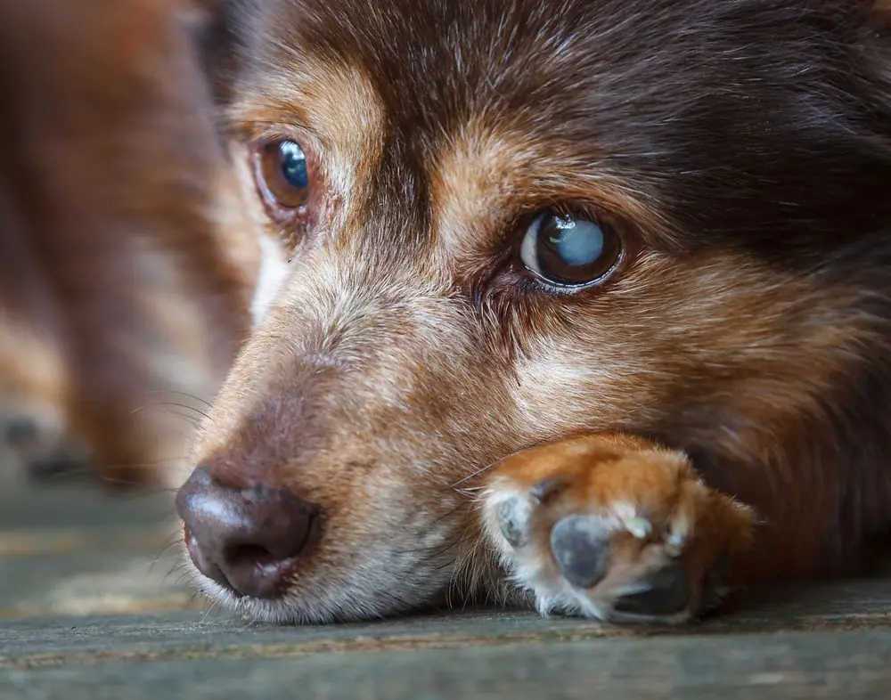 Cataratas en perros: Causas, síntomas y opciones de tratamiento