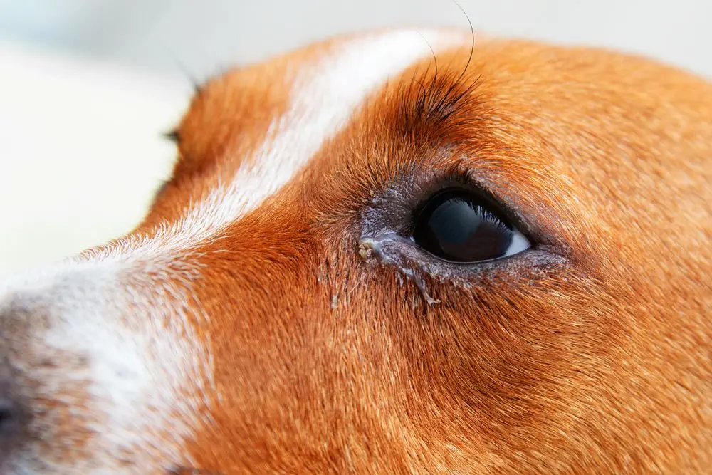 Guía completa sobre la queratoconjuntivitis seca en perros: Síntomas y opciones de tratamiento