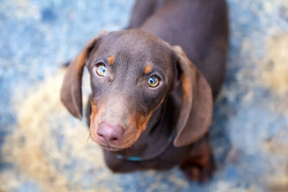 Teckel Mini: origen, características y cuidados