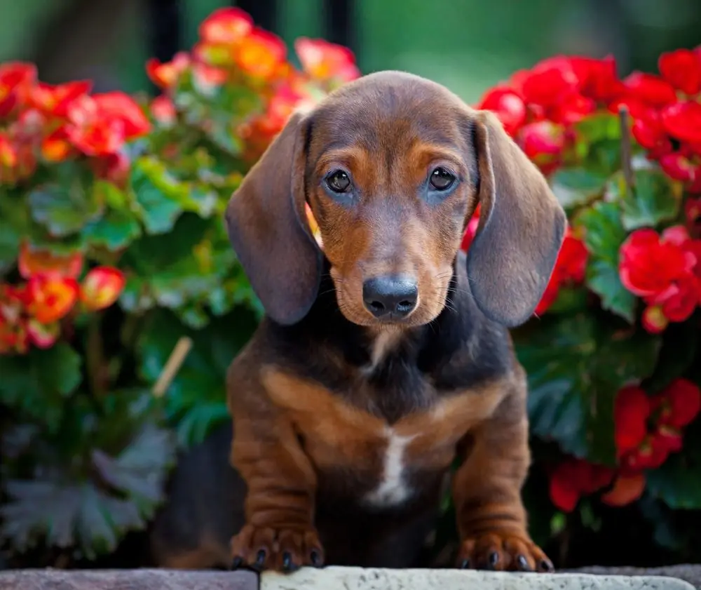 Teckel Estándar: origen, características y cuidados