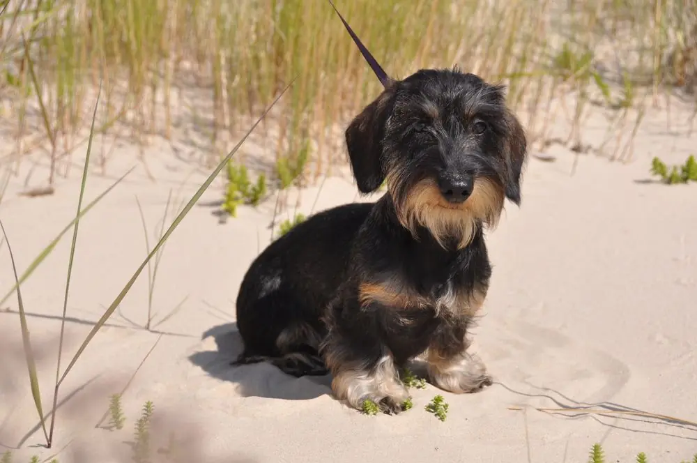 Teckel Kaninchen: origen, características y cuidados