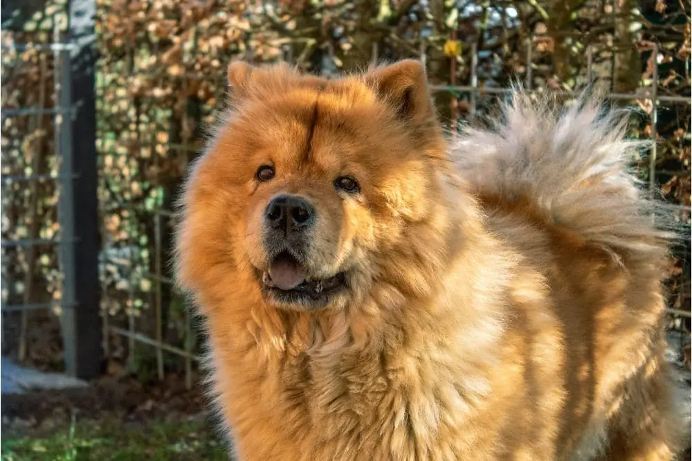 La migliore alimentazione per il Chow Chow: guida completa per una dieta sana e naturale