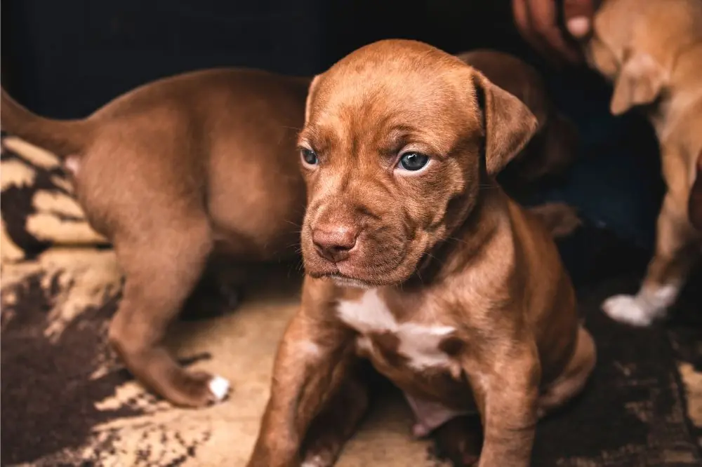 Cachorro de Pit Bull Terrier americano: socialización, cuidados y alimentación