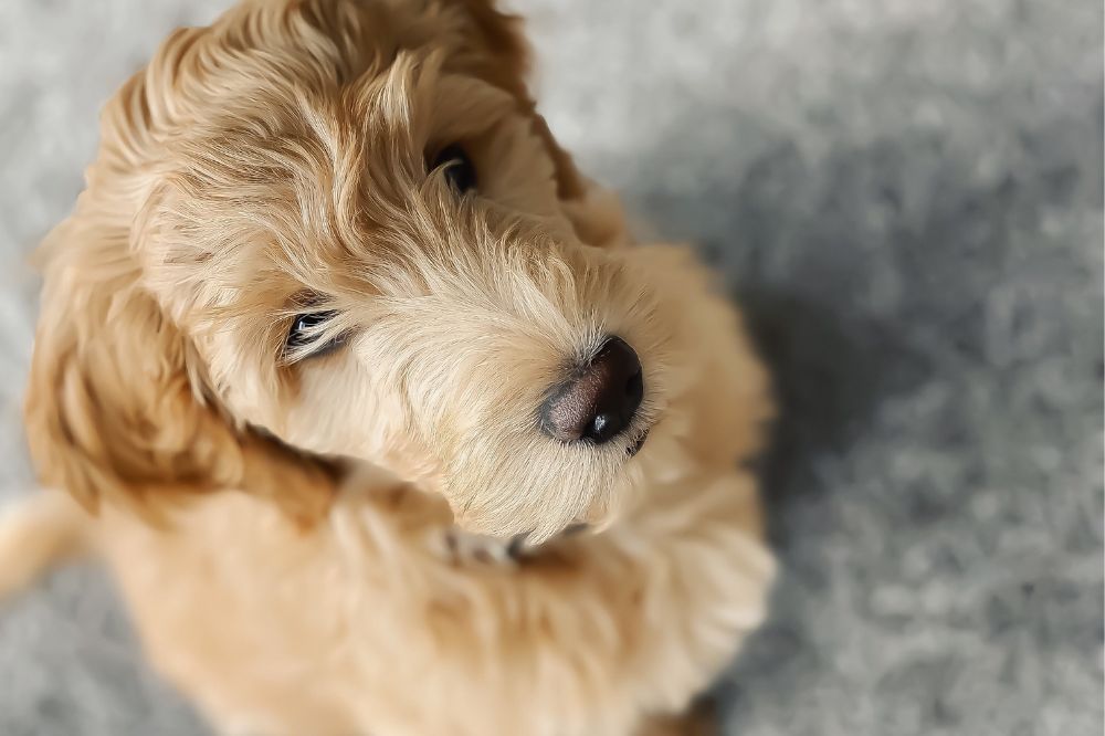 Curiosidades sobre el Goldendoodle que debes conocer
