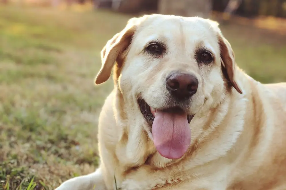 aspectos curiosos de los Labradores que merece la pena conocer