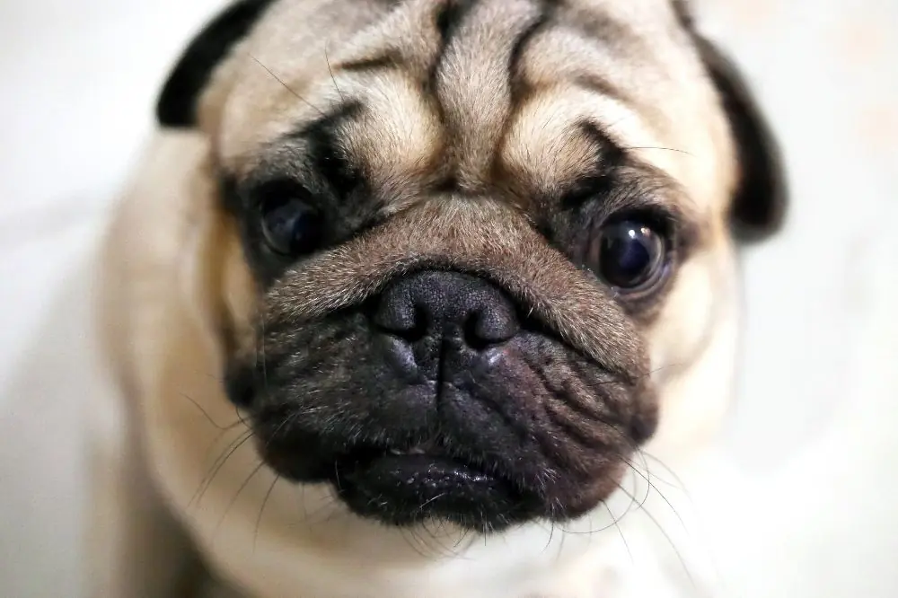 Guía sobre el cachorro de Pug: socialización, cuidados y alimentación