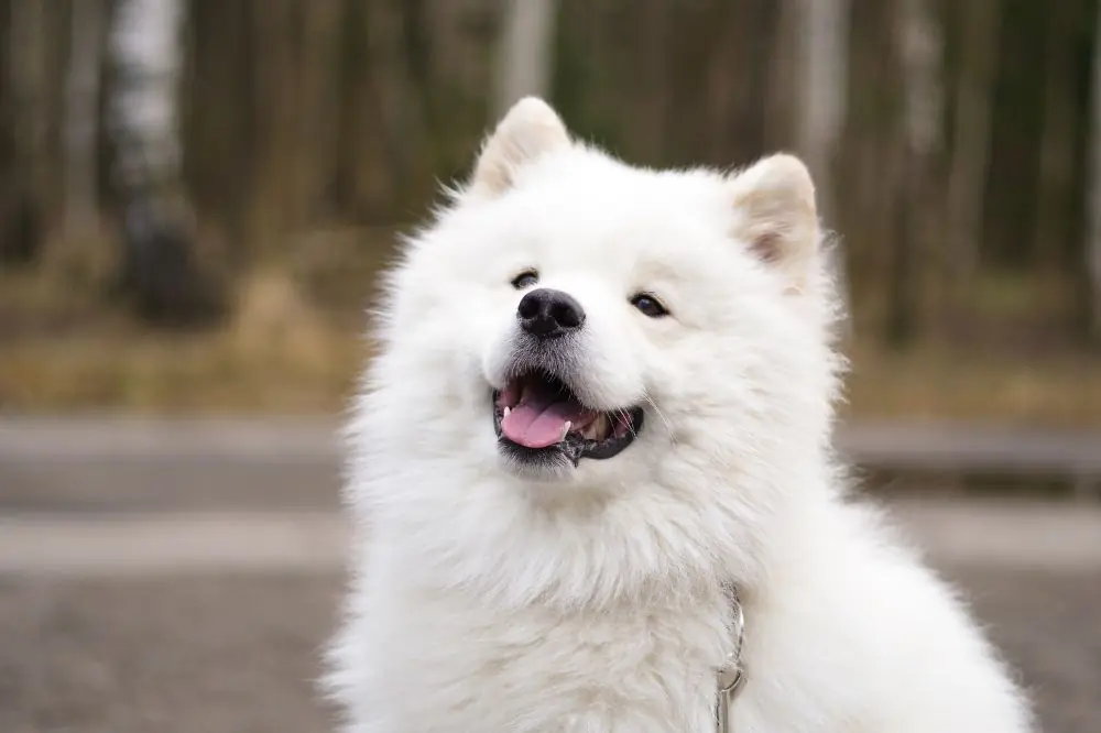 Guía sobre el cachorro de Samoyedo: socialización, cuidados y alimentación  
