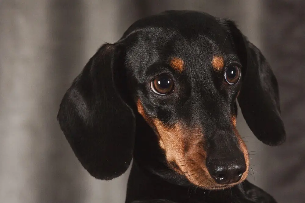 Guía sobre el cachorro de Teckel: socialización, cuidados y alimentación