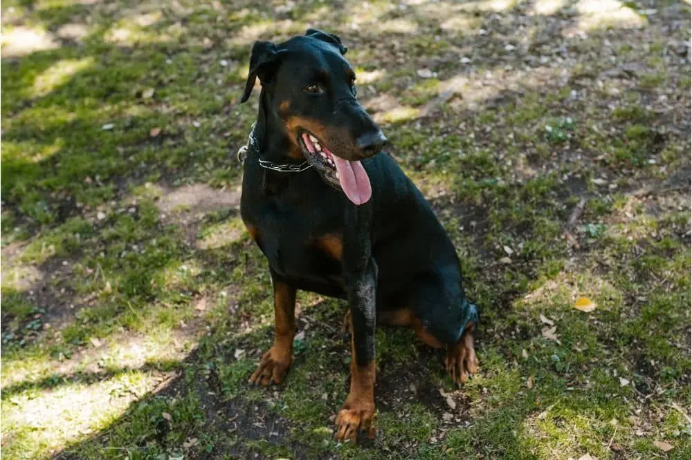 datos curiosos sobre los Doberman que quizás desconocías