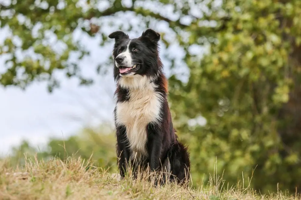 datos sorprendentes sobre el Border Collie que quizás desconocías