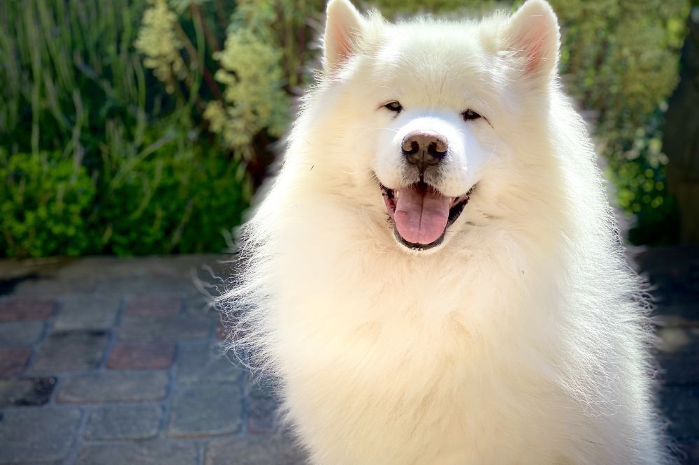 Alimentación recomendada para el cachorro de Samoyedo