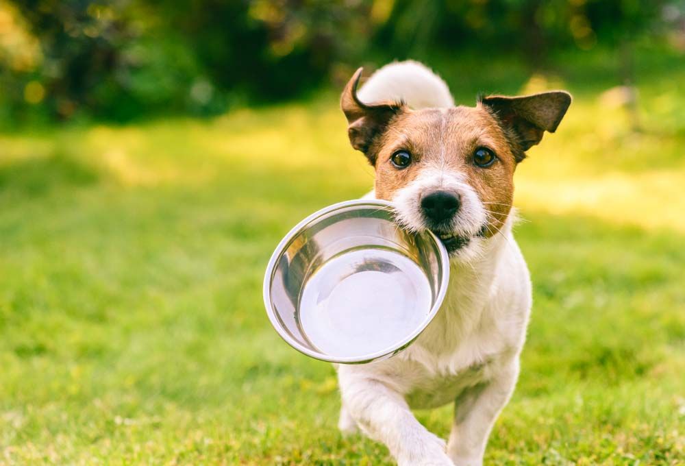 Alimentazione di cani ad alta attività fisico