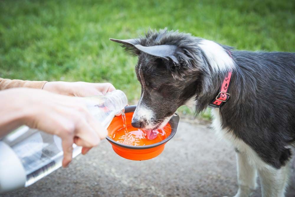Alimentazione di cani con elevata attività fisica