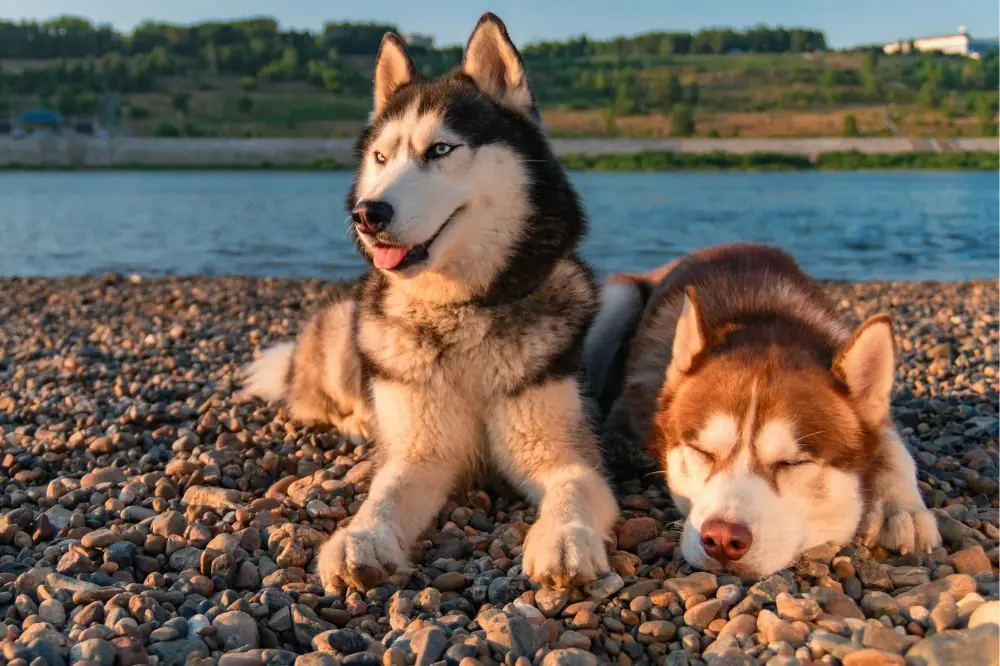 Avantages de l'alimentation naturelle pour le Husky