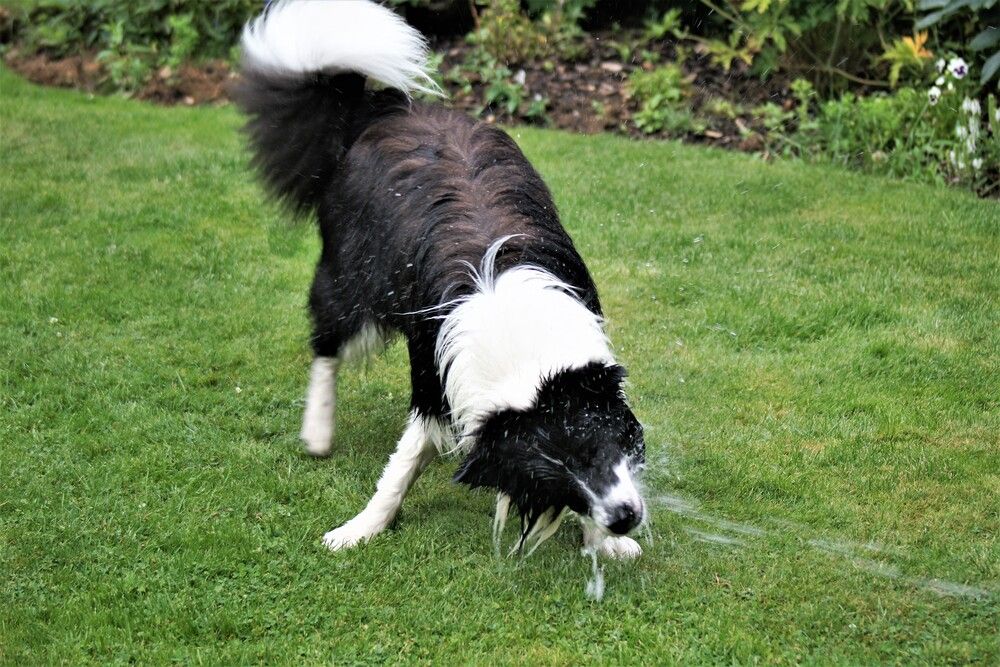 Border Collie che corre e gioca nel campo