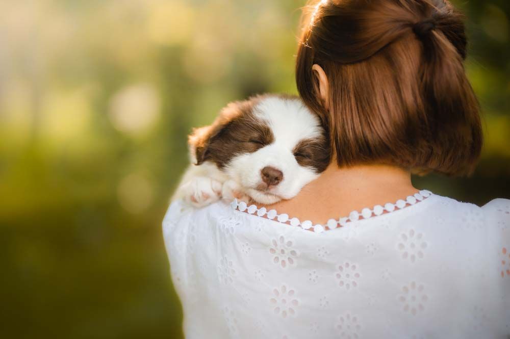 Border collie cachorro