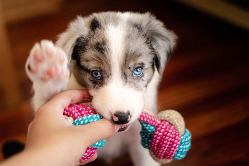 Border collie cachorro