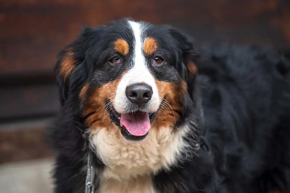 Boyero de berna problemi