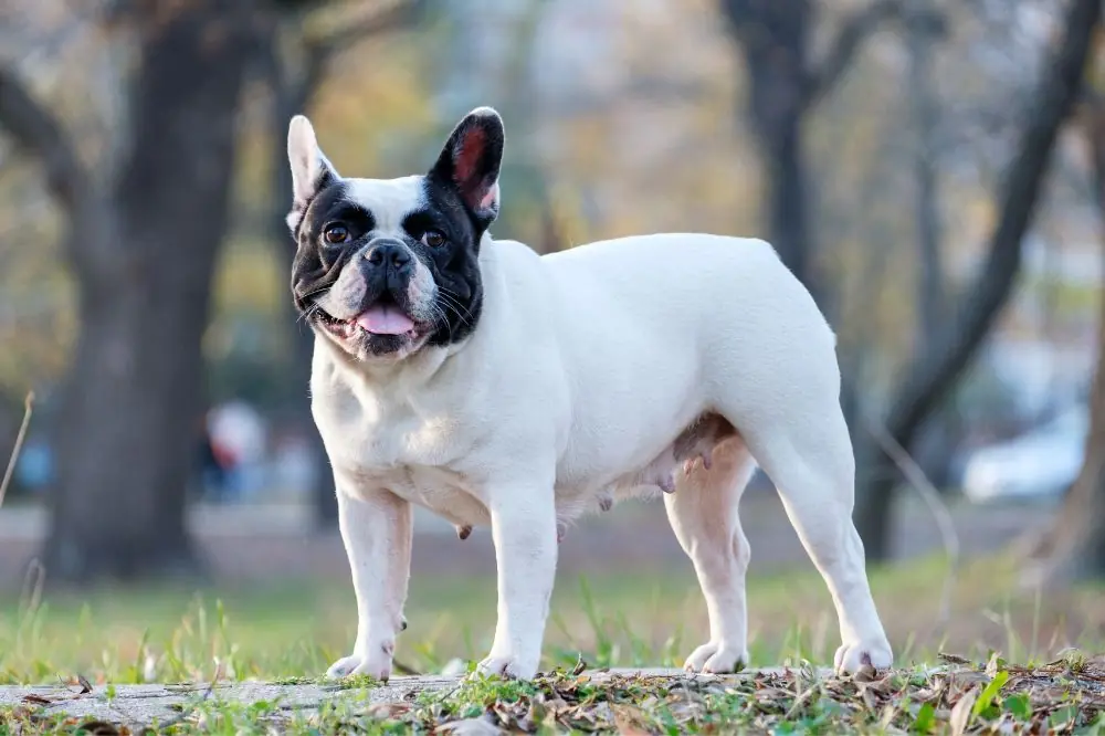 Bulldog Francés blanco y negro: origen, características y cuidados 