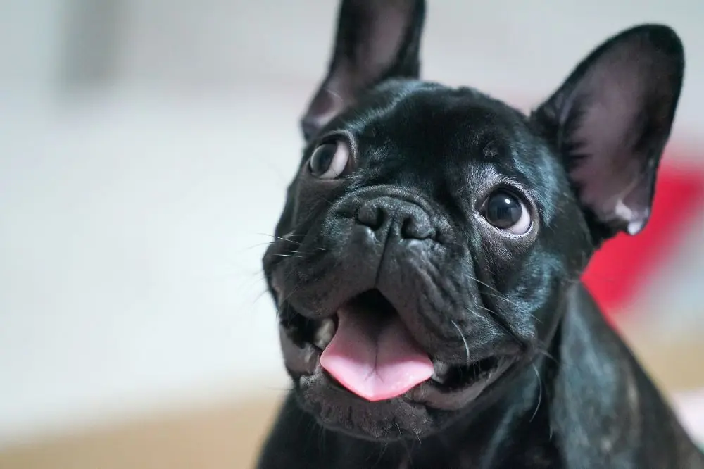 Bulldog Francés negro: origen, características y cuidados 