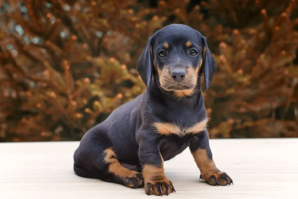 Cachorro Rottweiler de pelaje oscuro.